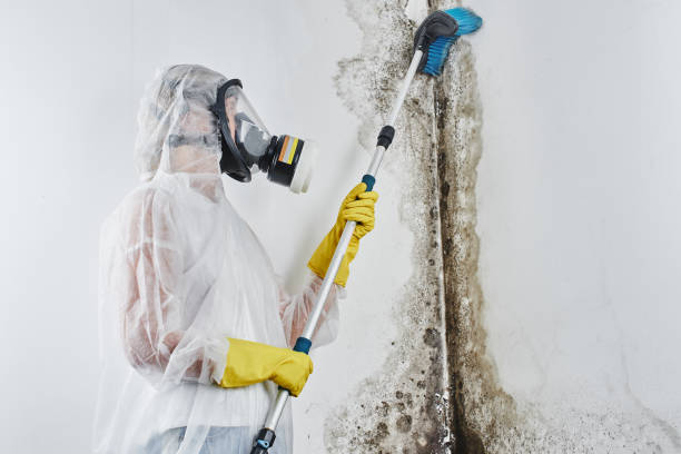 Best Toxic Mold Removal  in Essexville, MI