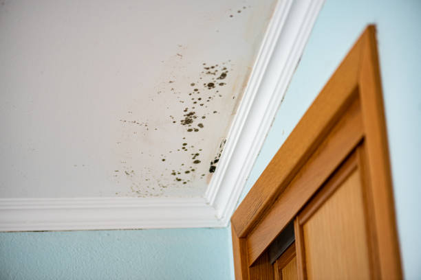 Best Mold Cleaning Services  in Essexville, MI