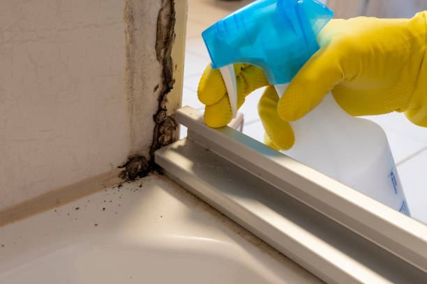 Best Commercial Mold Removal  in Essexville, MI
