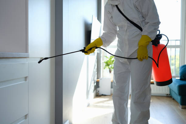Best Local Mold Removal Service  in Essexville, MI