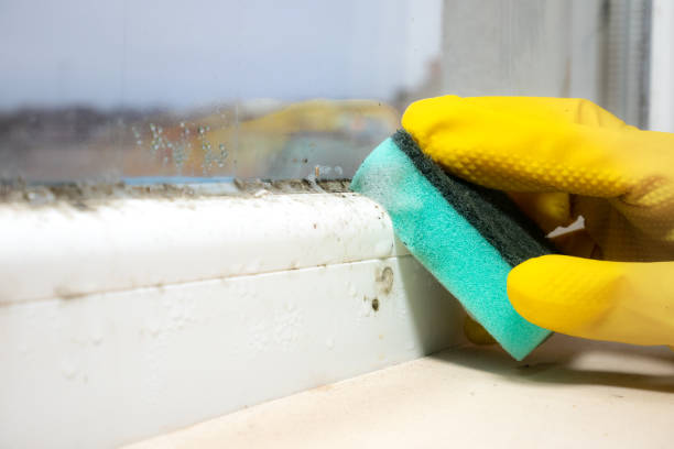 Home Mold Removal in Essexville, MI