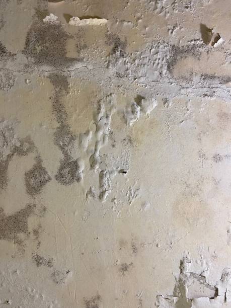 Best Office Mold Removal Services  in Essexville, MI