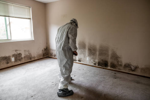 Best Toxic Mold Removal  in Essexville, MI