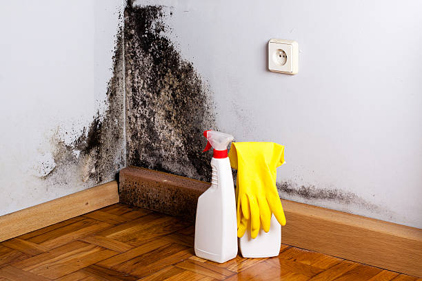 Attic Mold Removal in Essexville, MI