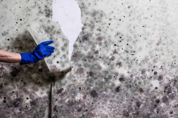 Best Emergency Mold Removal  in Essexville, MI