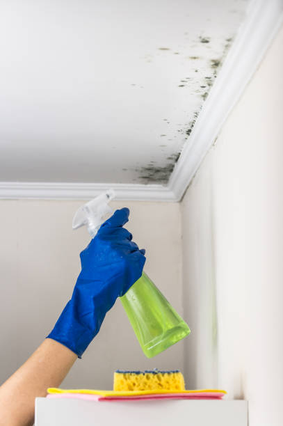 Best Crawl Space Mold Removal  in Essexville, MI